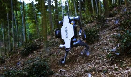 星空国际体育山猫